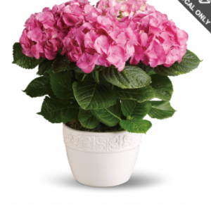 Happy Hydrangea Pink