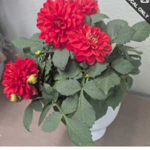 Dahlia Plant