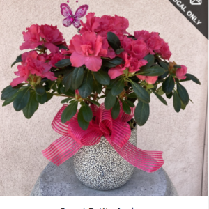 Sweet Petite Azalea