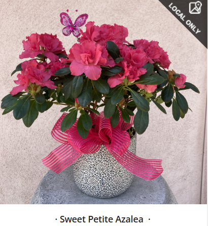 Sweet Petite Azalea